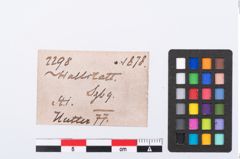 Etikett zu Beintülle (NHMW-PRAE-002298)